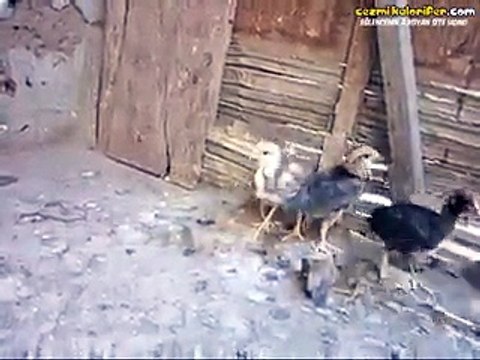 Kümes Teröristi Minik Civciv