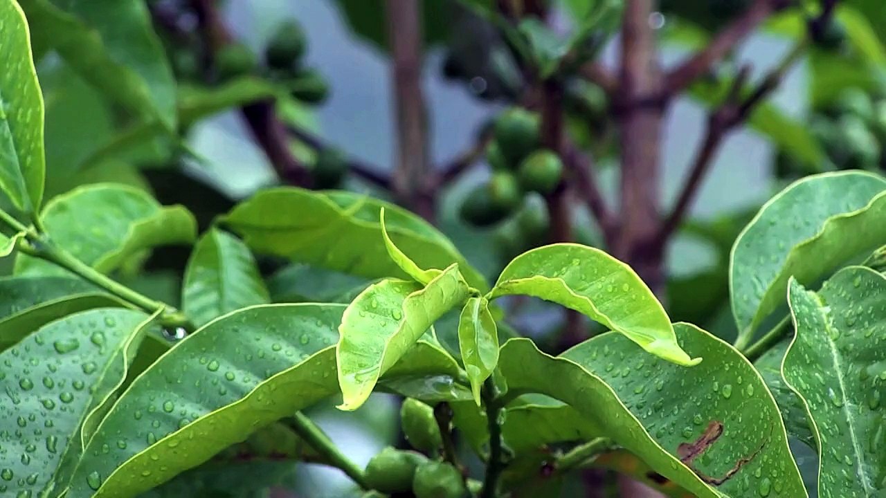 Café Neo will das Starbucks von Afrika werden