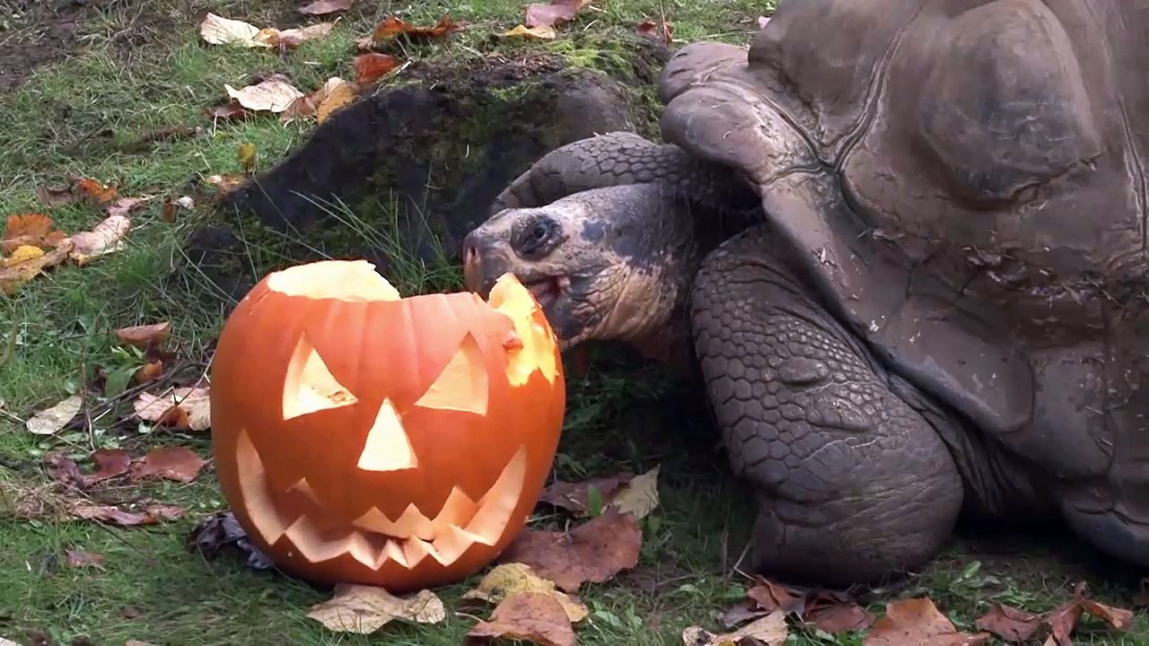 Tiger Cubs vs Pumpkins!