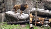Lion Cubs Meet Dad