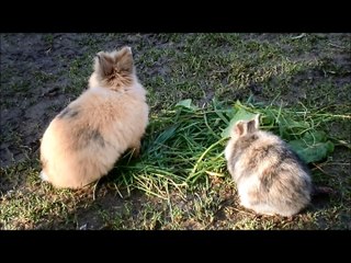 Poil de Carotte et Pomme de Pin