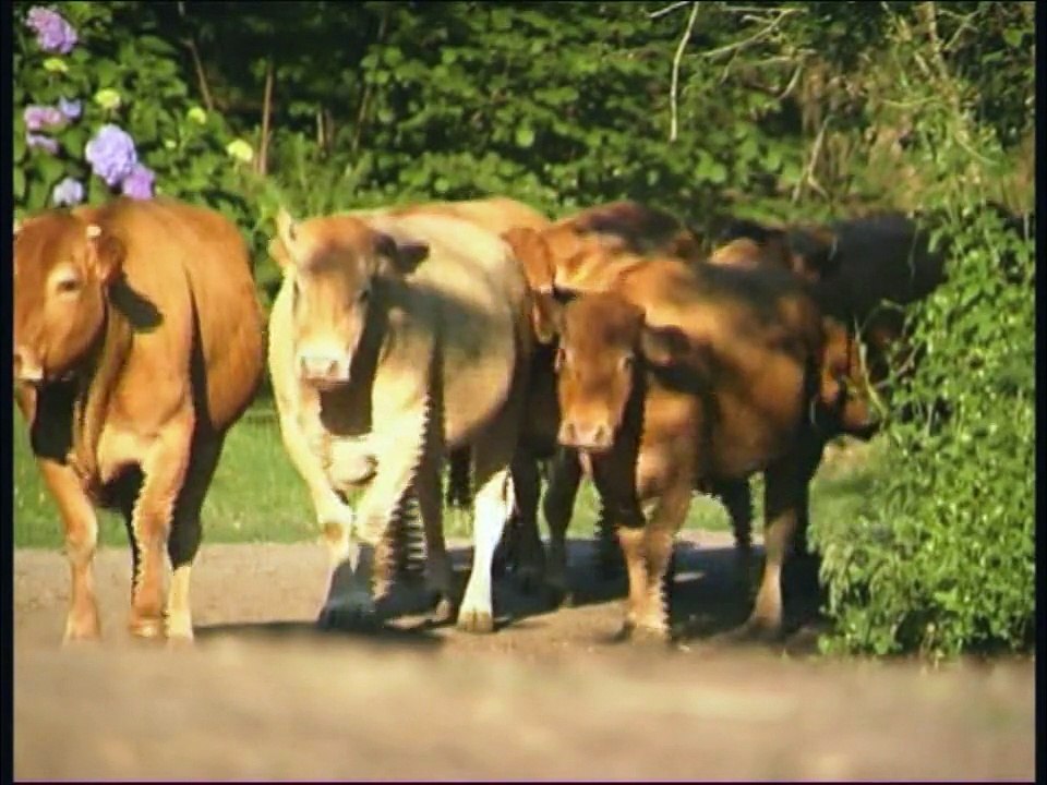 Veau d'Aveyron et du Ségala