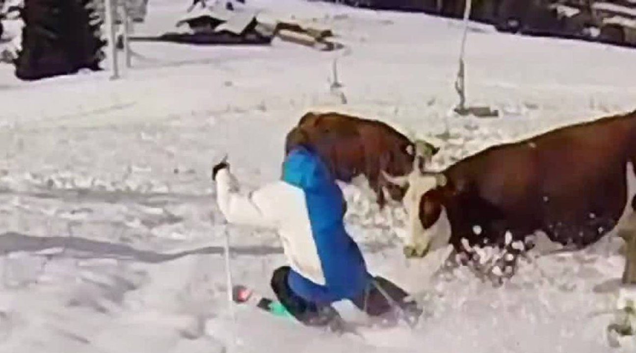 Candide Thovex chargé par une vache