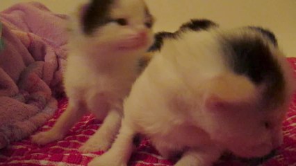 Two week old kittens take first steps