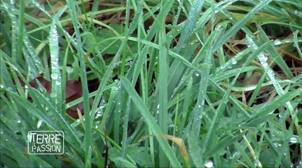 TDP2-EPISODE12-Le bien-être animal