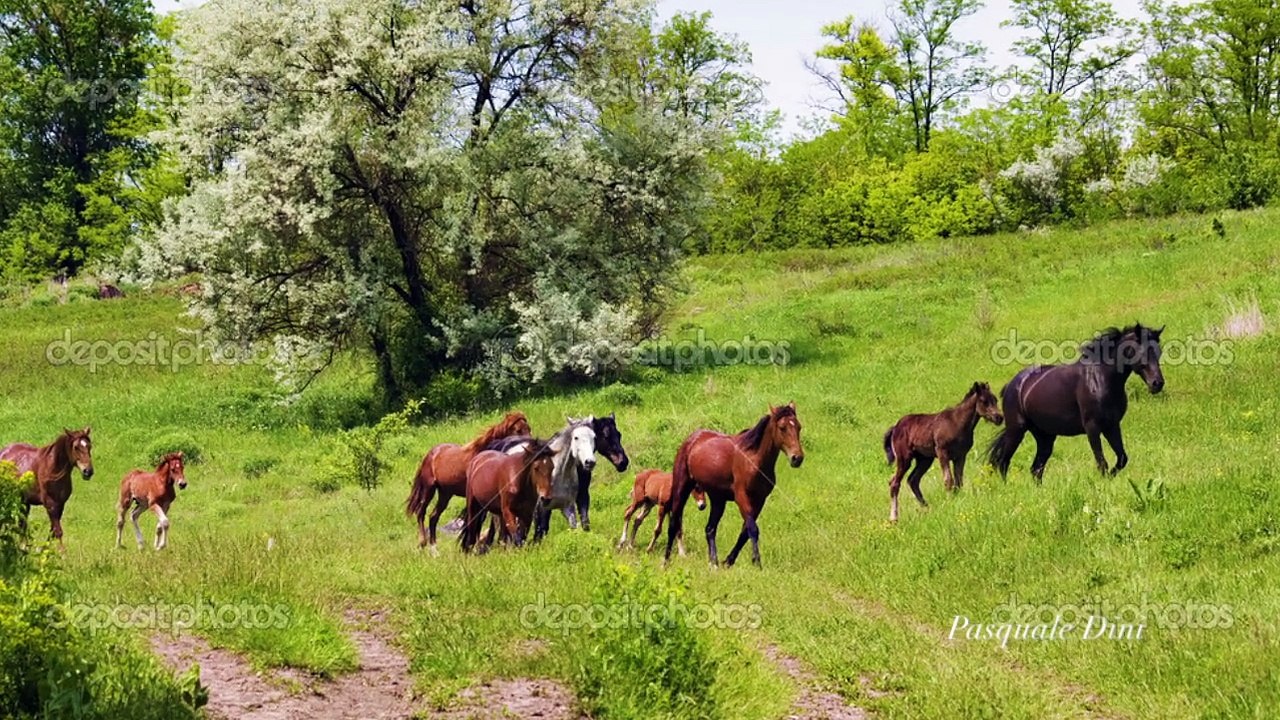 HARMONIC Country Music "IGOTTHEHOSS"