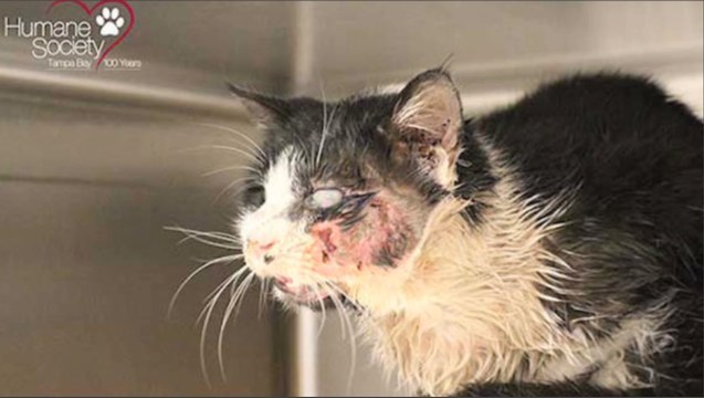 Un chat zombie réapparaît 5 jours après son enterrement