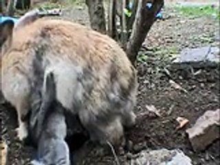 Anne Tavşan Yavrularını Doyurup Gizliyor.