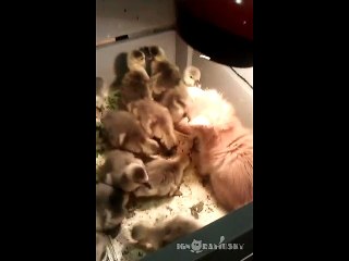 Un chaton jouent avec des canetons