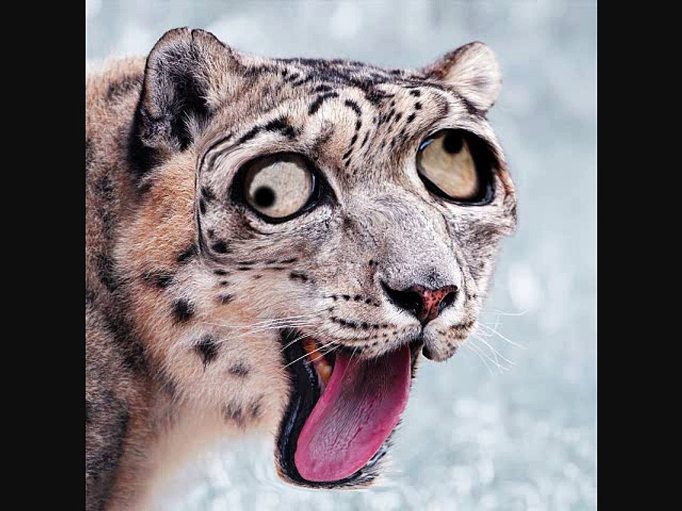 funny derpy animals photos - video Dailymotion