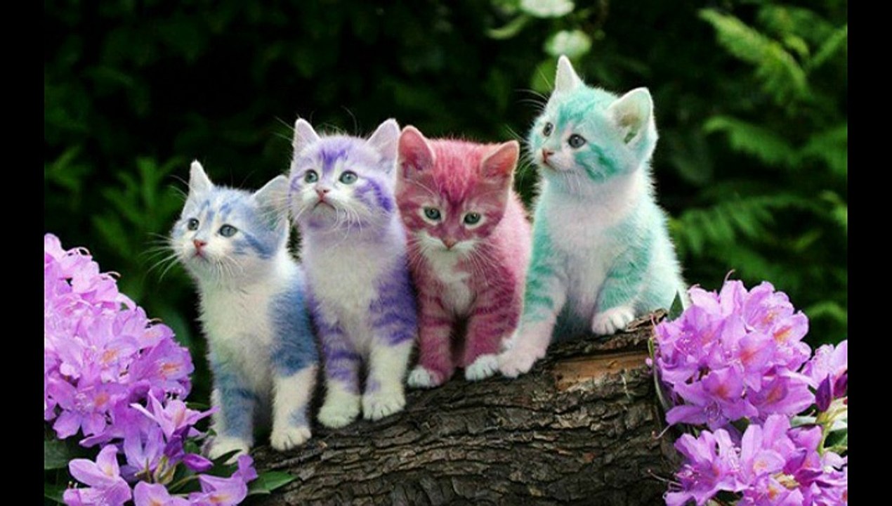 Most pretty cats alive
