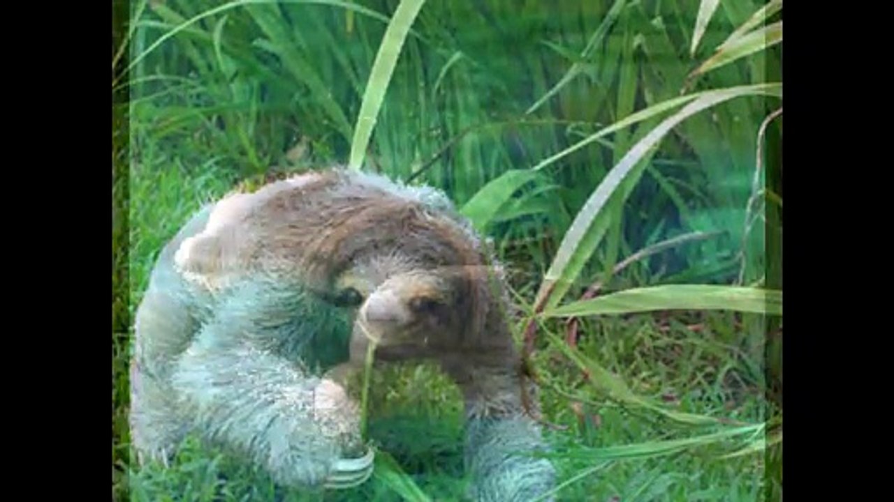 save these animals 2015