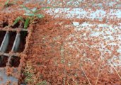 Millions of Tiny Red Crabs Migrate on Christmas Island