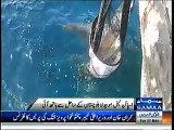 Flying Fish In Pakistan - Amazing Flying Fish