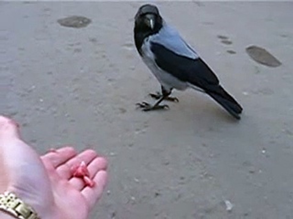 Умная ворона - angry bird