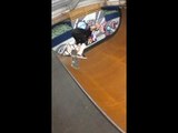 Aurélien Giraud skate à Woodward