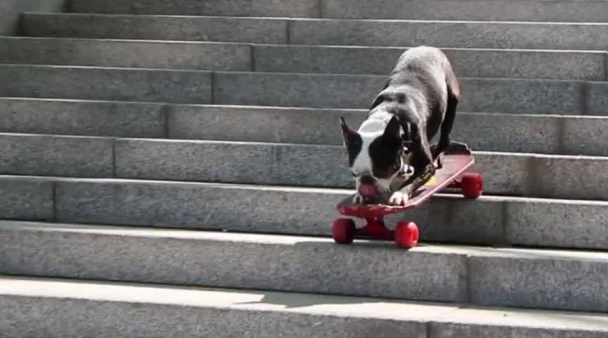 Tuxedo, l'incroyable terrier boston qui fait du skate ! - Vidéo Dailymotion