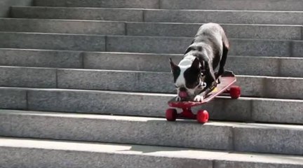 Tuxedo, l'incroyable terrier boston qui fait du skate !