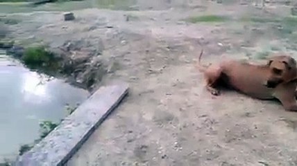 Perro "salva" a su amo que fingía que se estaba ahogando