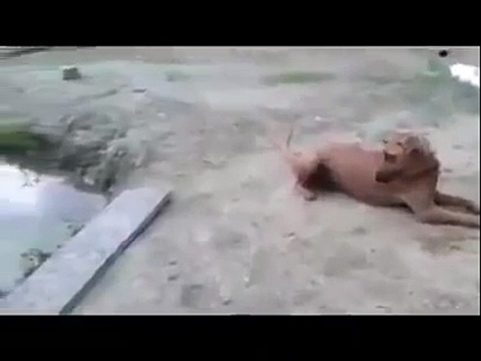 KÖPEĞE BOĞULMA NUMARASI YAPTI.. SONUCA BİR BAKIN DERİM.