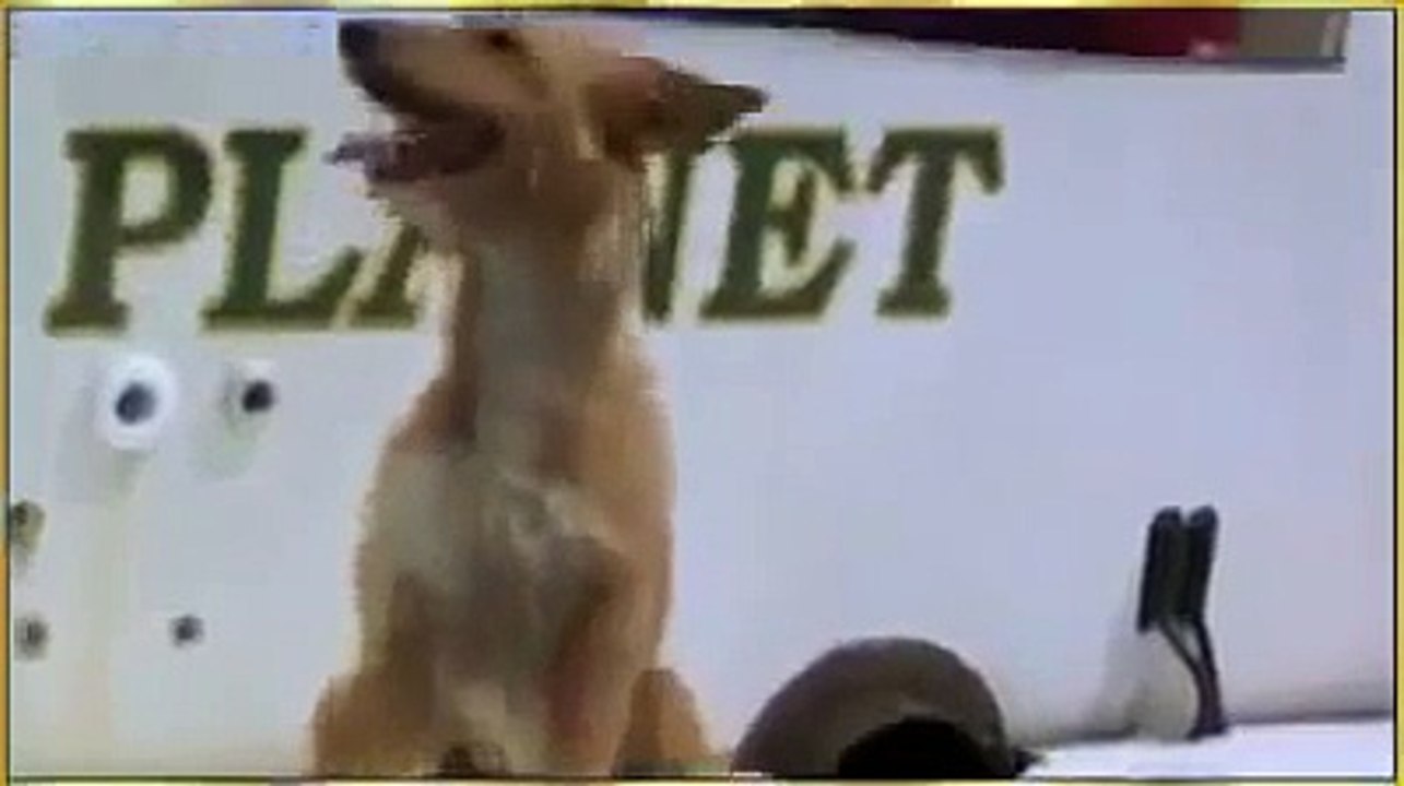 Yunus Balığı Denize Düşen Köpeğe Yardım Ediyor...