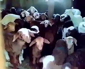 Ahırdan Sesler Korosu