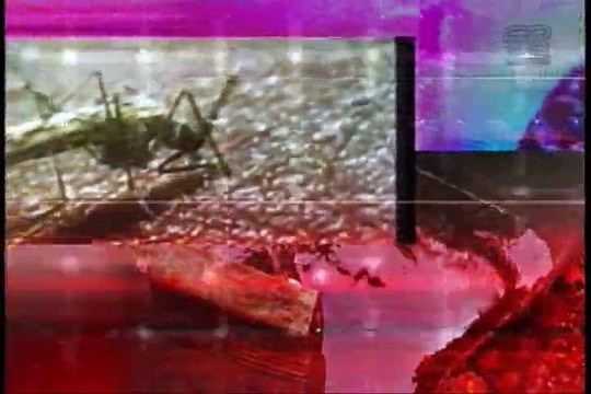 Autoridades de salud combaten mosquito transmisor del Chikungunya