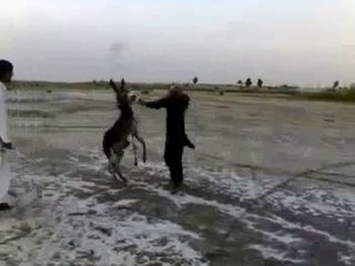 Pathan Exercise funny video (hahaha Must watch)