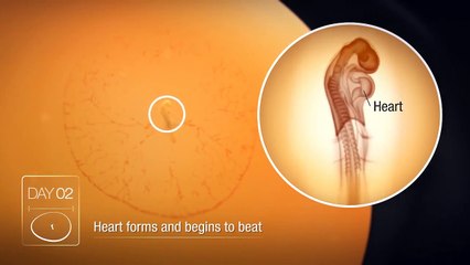 Civcivin yumurtadaki 21 günlük gelişimi