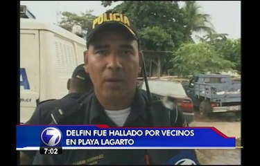 Oficiales de la Fuerza Pública convirtieron su patrulla en ambulancia para salvar a un delfín