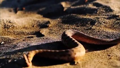 Boynuzlu Çöl Engereği