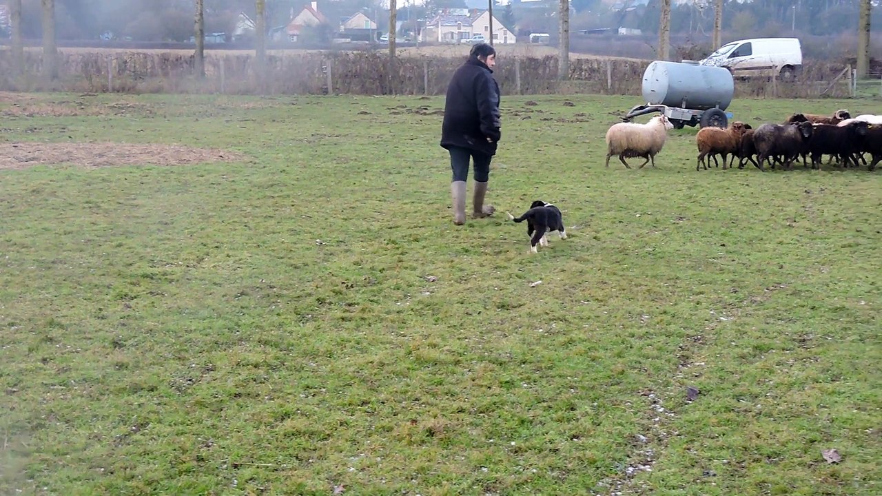 Joss, 2 mois 1/2, aux moutons pour la 4ème fois.