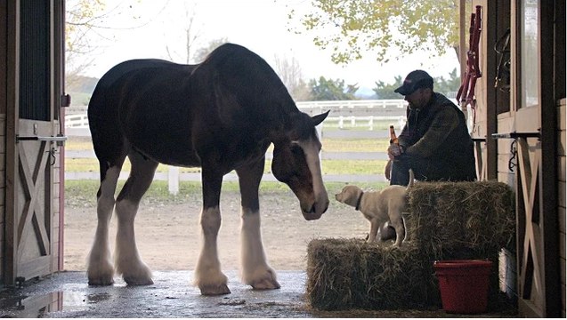 [Super Bowl 2015] Budweiser Super Bowl Commercial “Lost Dog” - Budweiser #BestBuds - Super Bowl XLIX