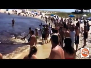 Video capta momento en que tiburón martillo da a luz en playa de Florida