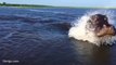 Hippo Charge on Chobe River Jan2015, recorded with iPhone 6; Botswana
