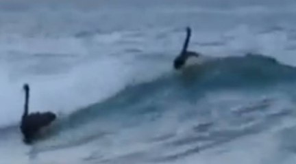 Des oies qui font du surf... Fake ou pas fake ?
