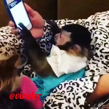 akilli telefon kullanan akilli maymun