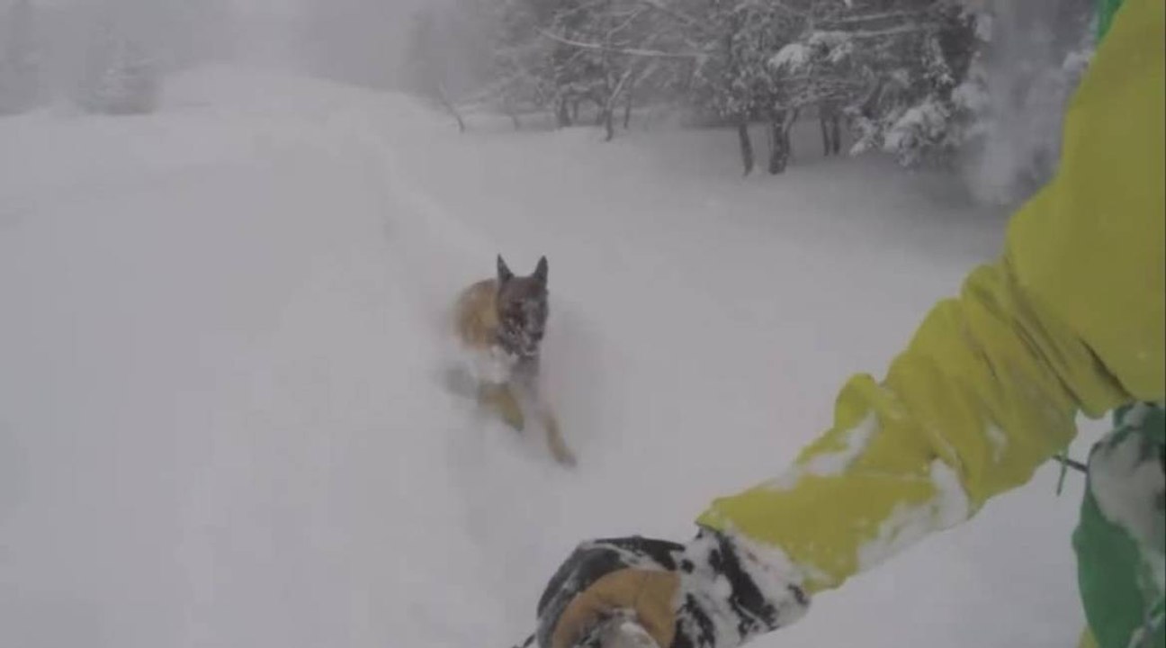 Session dans la poudreuse pour Adrien Coirier et son chien