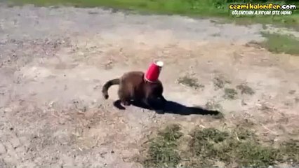 Zor Durumdaki Kedinin Yardımına Koşan Köpek