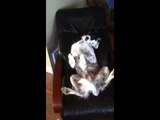 Indulged Dog Relaxes on Massage Chair
