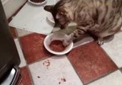 Fussy Cat Eats With His Paws