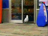Shoplifting Seagull | Funny Videos