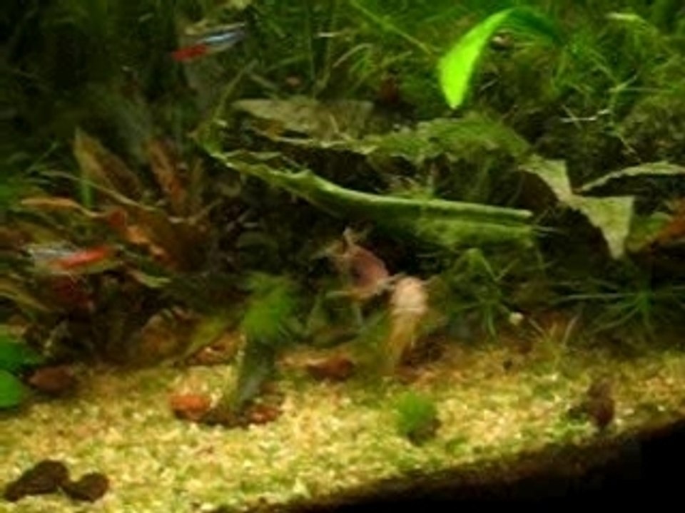 Accouplement Corydoras aeneus