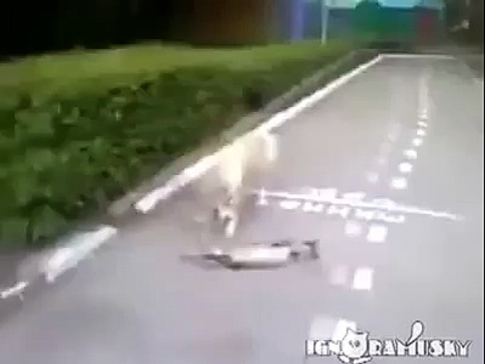 Dog Thought Cat Was Dead