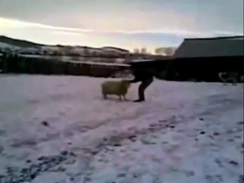 Most stupid and funny sheep - somebody stop it !)