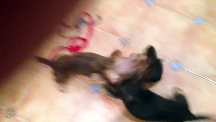 Драка собак жесть - Dog fight