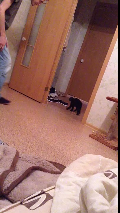 Funny kitty