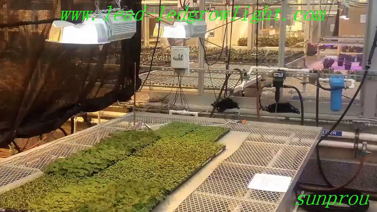 led grow lights uk