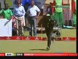 OMG very Dangerous Cricket moment