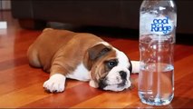 Köpeğin Su Şişesiyle İmtihanı